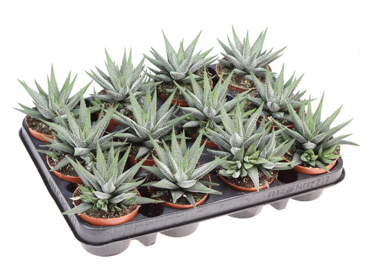 Euro Cactus Holland Bv Haworthia Concolor Pack of 12