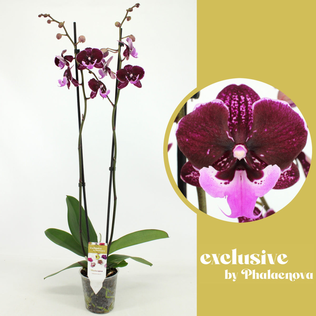 Phalaenopsis purple 80cm 12cm Pot