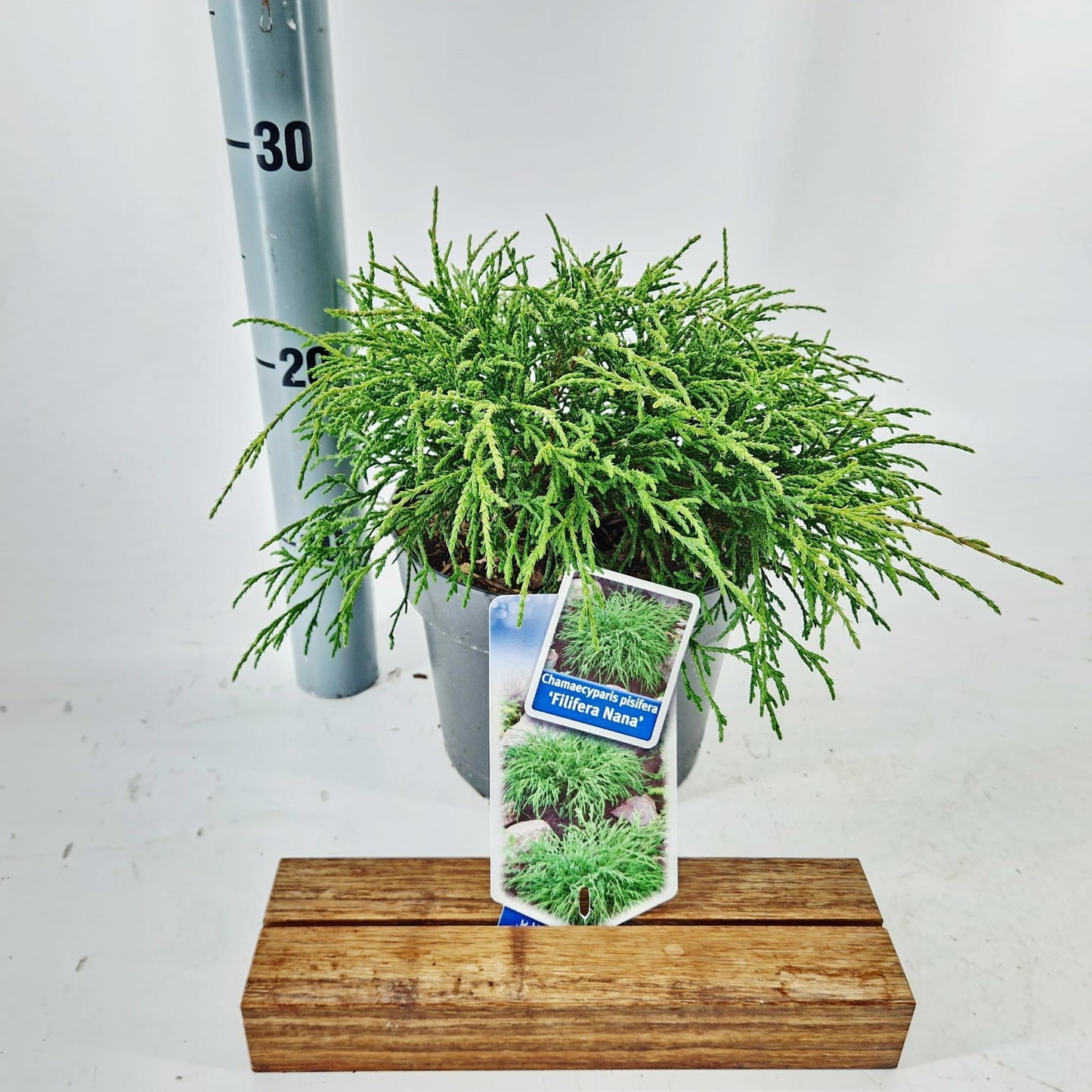Chamaecyparis Filifera Nana 25cm 19cm Pot