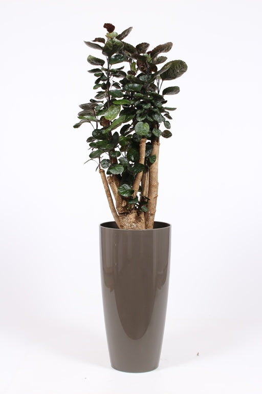 Polyscias Fabian 150cm 33cm Pot