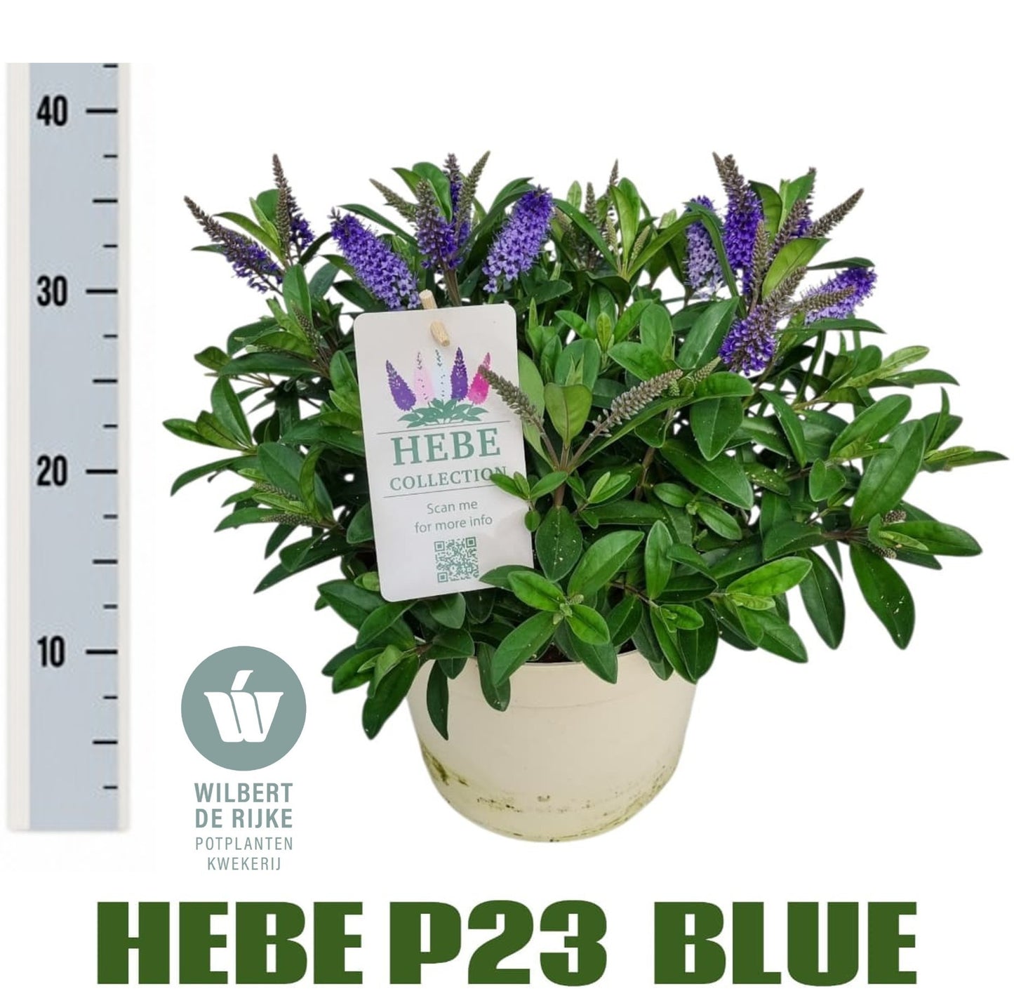 Hebe Taupo 40cm 23cm Pot
