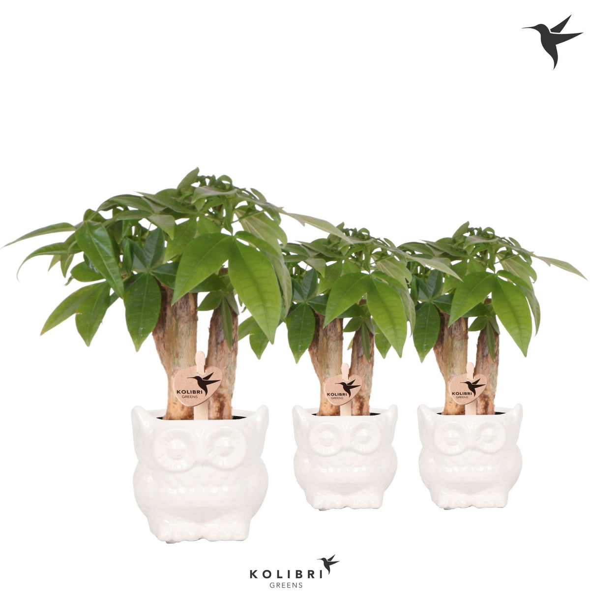 Pachira aquatica 20cm 6cm Pot