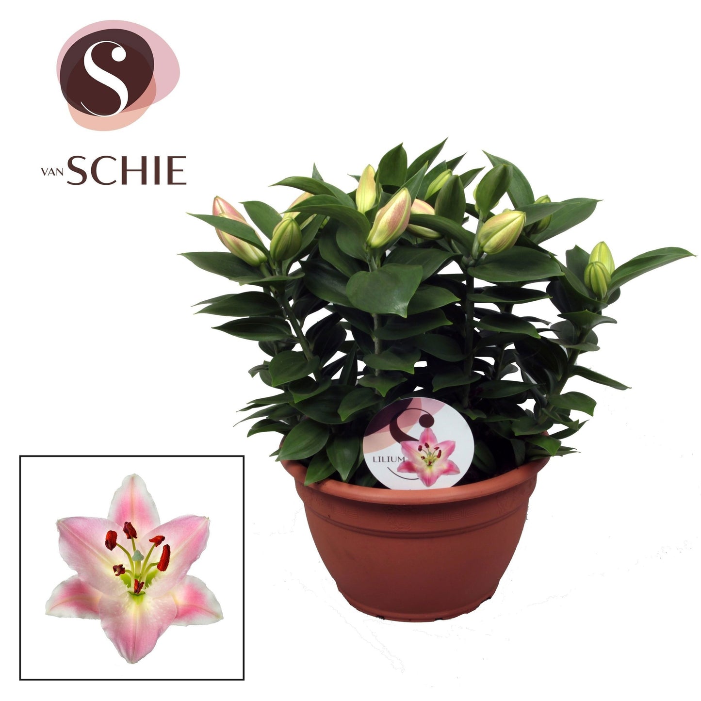 Lilium Souvenir 40cm 25cm Pot