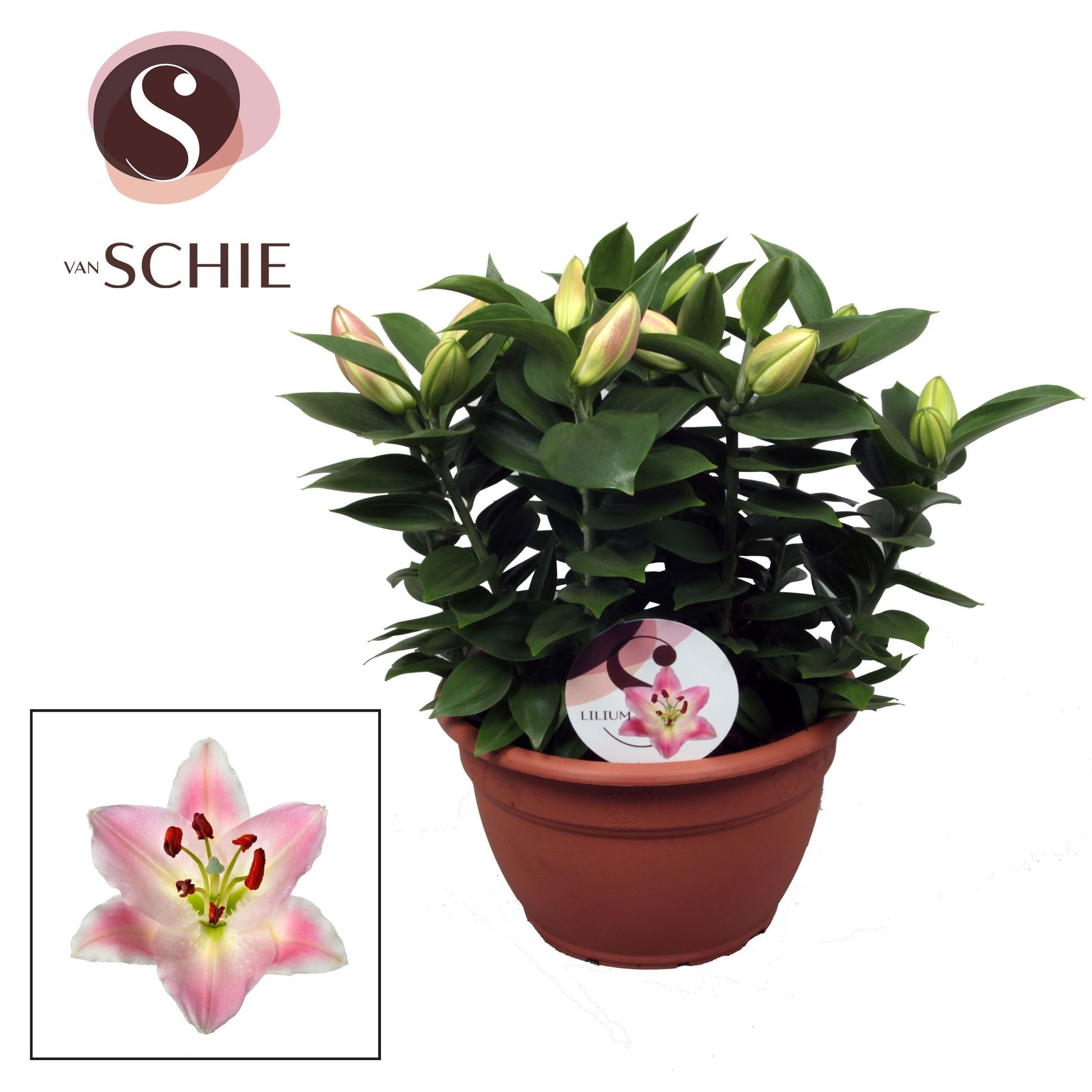 Lilium Souvenir 40cm 25cm Pot