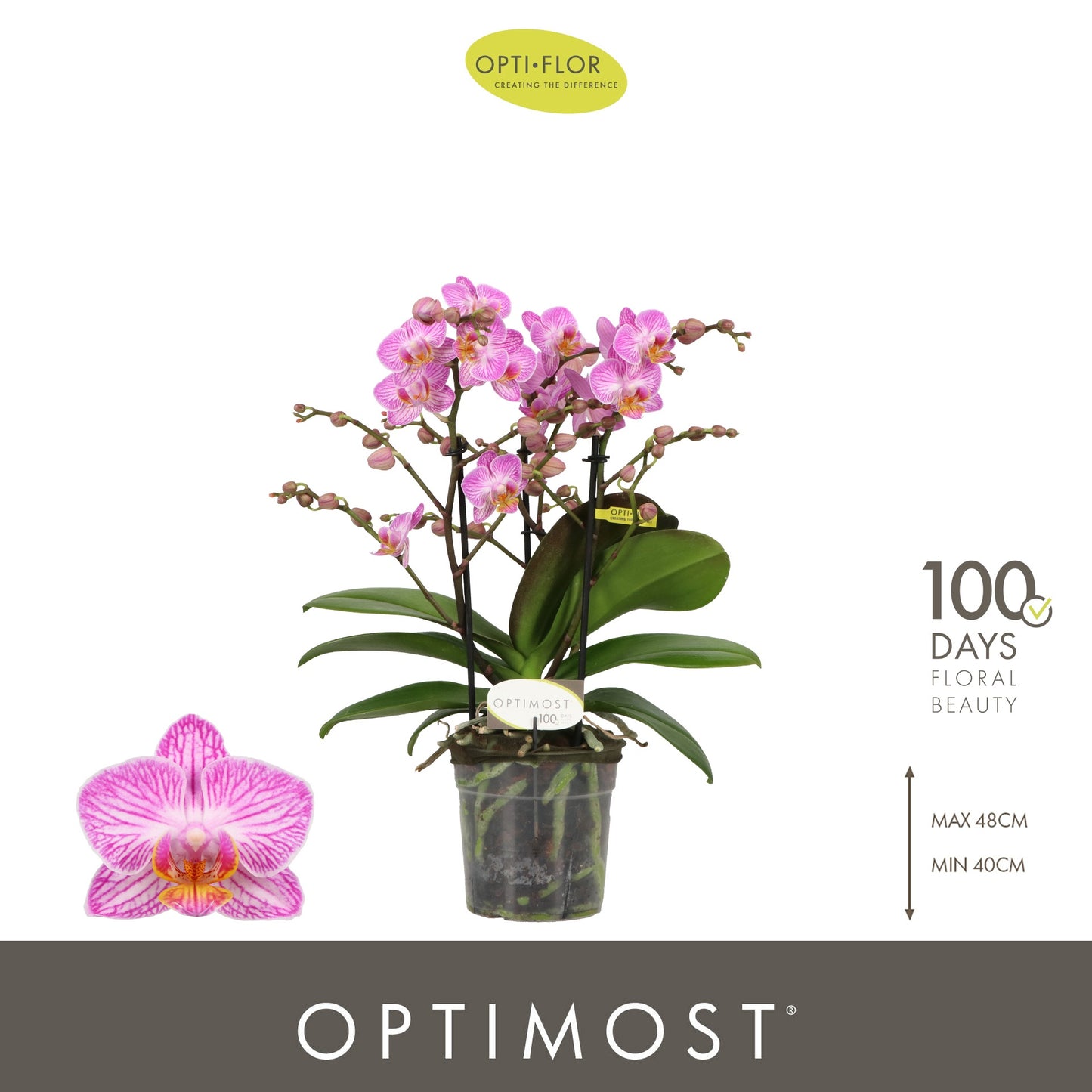 Phalaenopsis multiflora Honeybee 45cm 12cm Pot