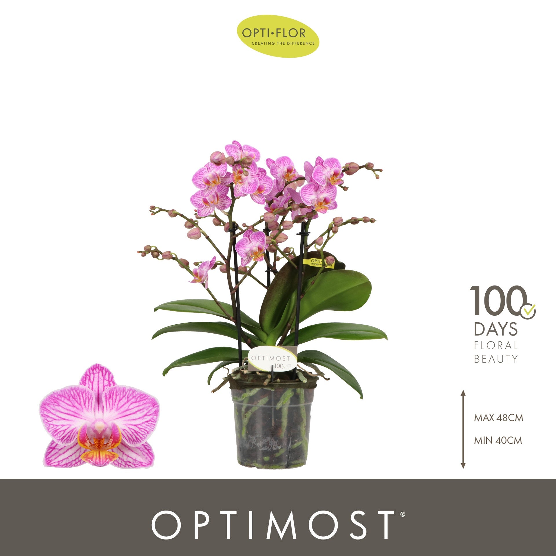 Phalaenopsis multiflora Honeybee 45cm 12cm Pot