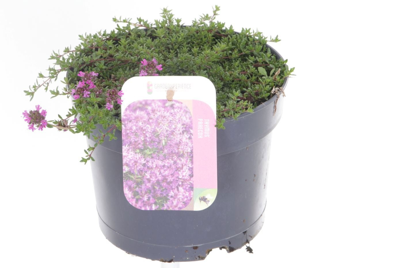 Thymus prae. Purpurteppich 20cm 17cm Pot