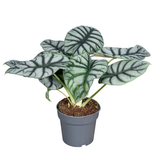 Alocasia Silver Dragon 30cm 14cm Pot