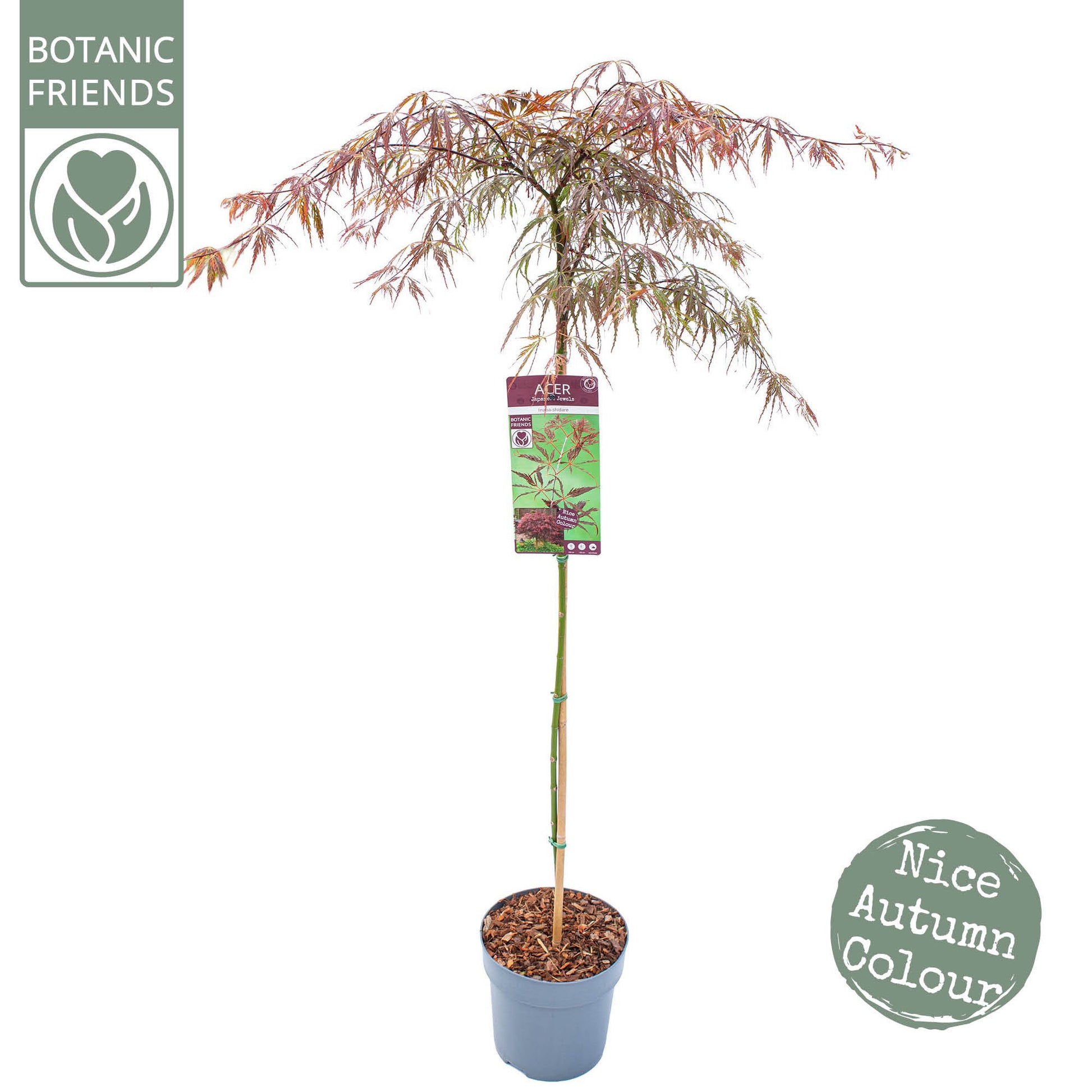 Acer Inaba-shidare 130cm 24cm Pot