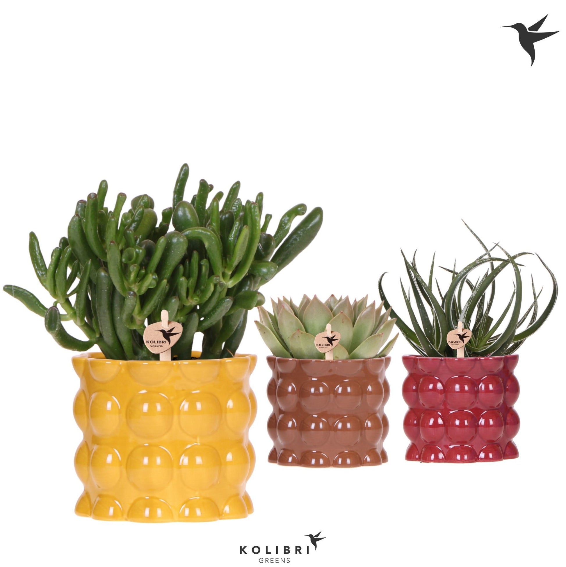 Succulent mix 26cm 12cm Pot