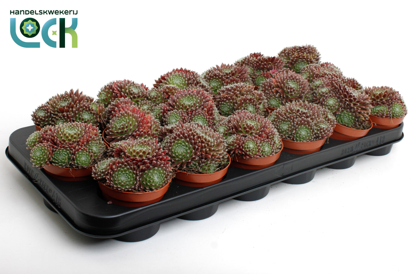 Sempervivum Arachnoideum Rubrum 10cm Special Pot (508)