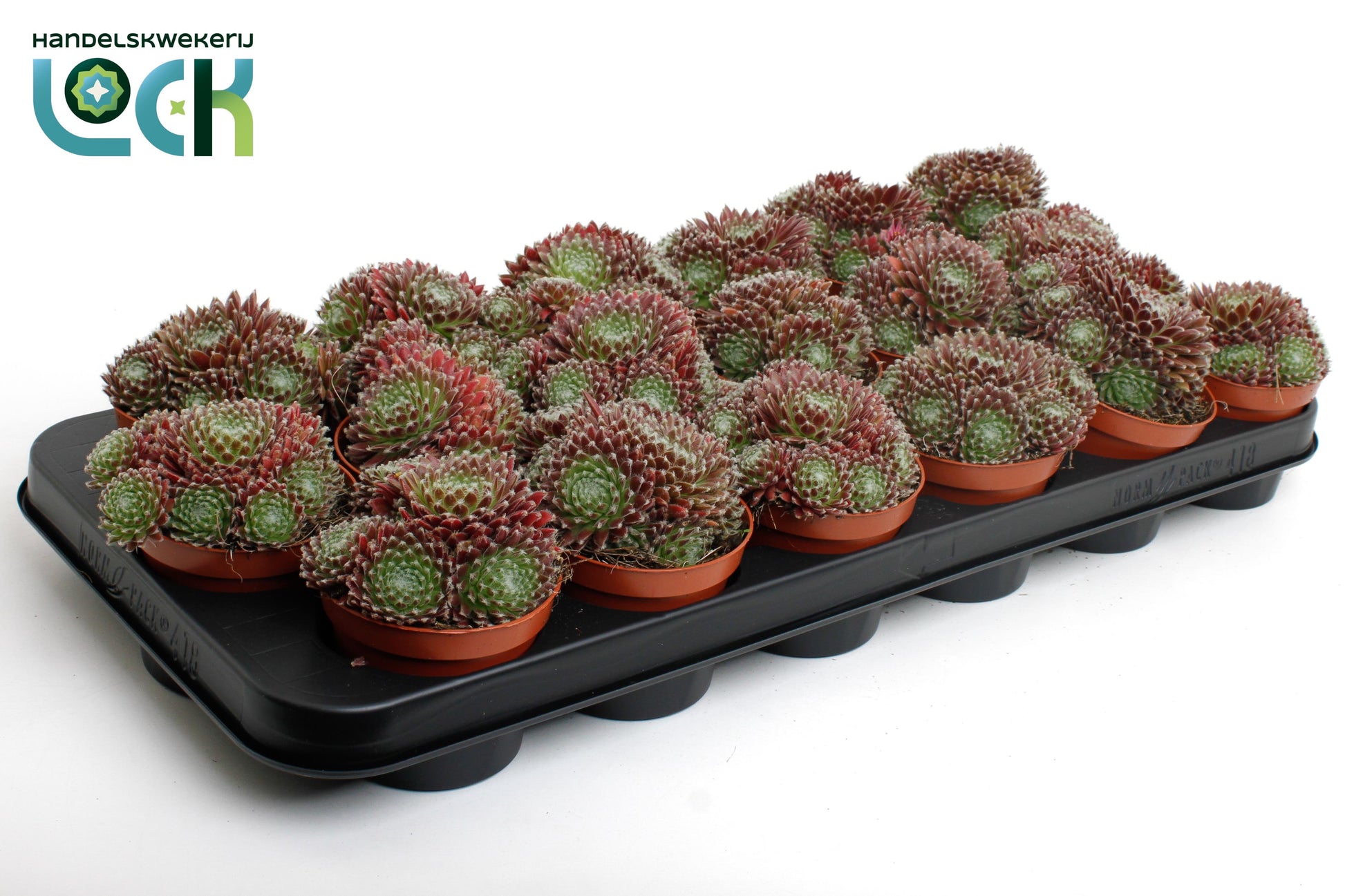 Sempervivum Arachnoideum Rubrum 10cm Special Pot (508)
