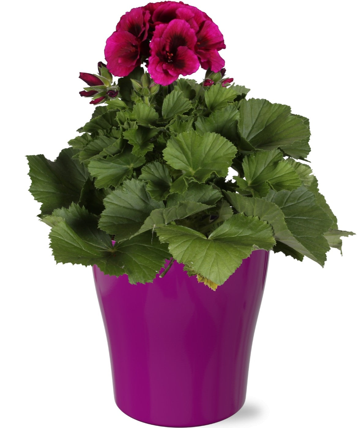 Pelarg. gr. purple (+ drp.ceramic) 33cm 12cm Pot