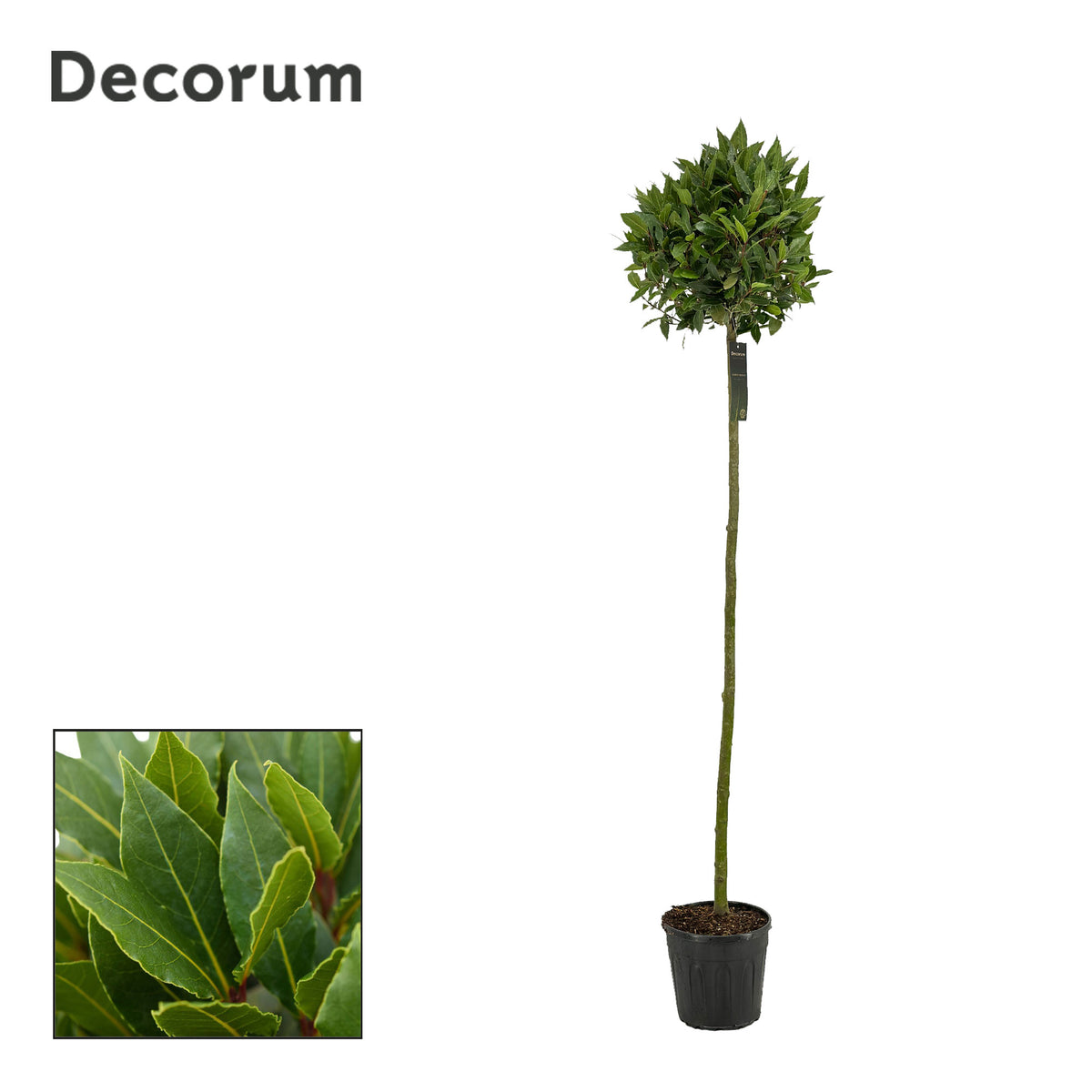 Laurus nobilis 190cm 25cm Pot