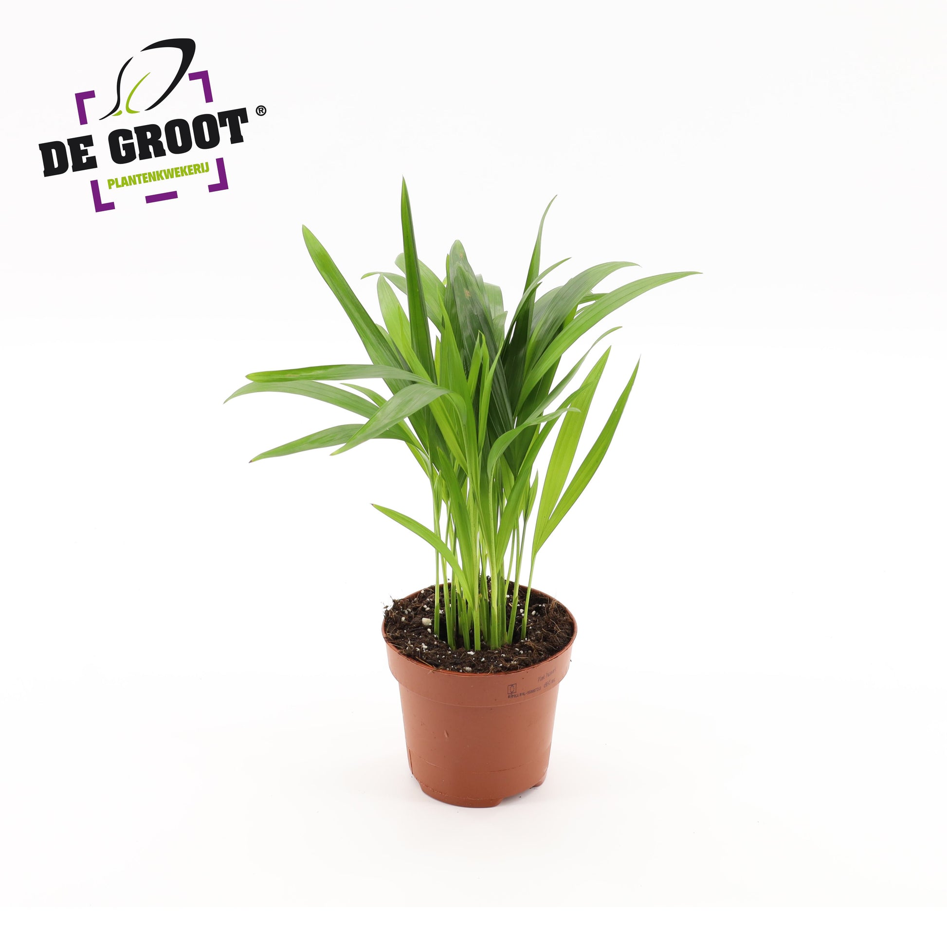 Dypsis lutescens 35cm 12cm Pot