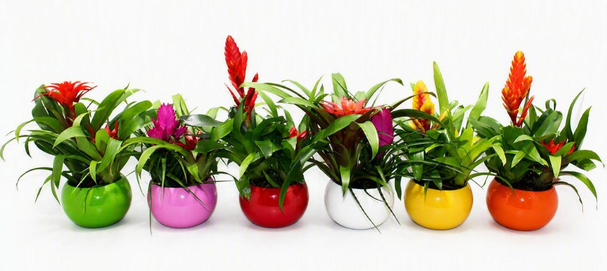arr. Bromelia 35cm 15cm Pot