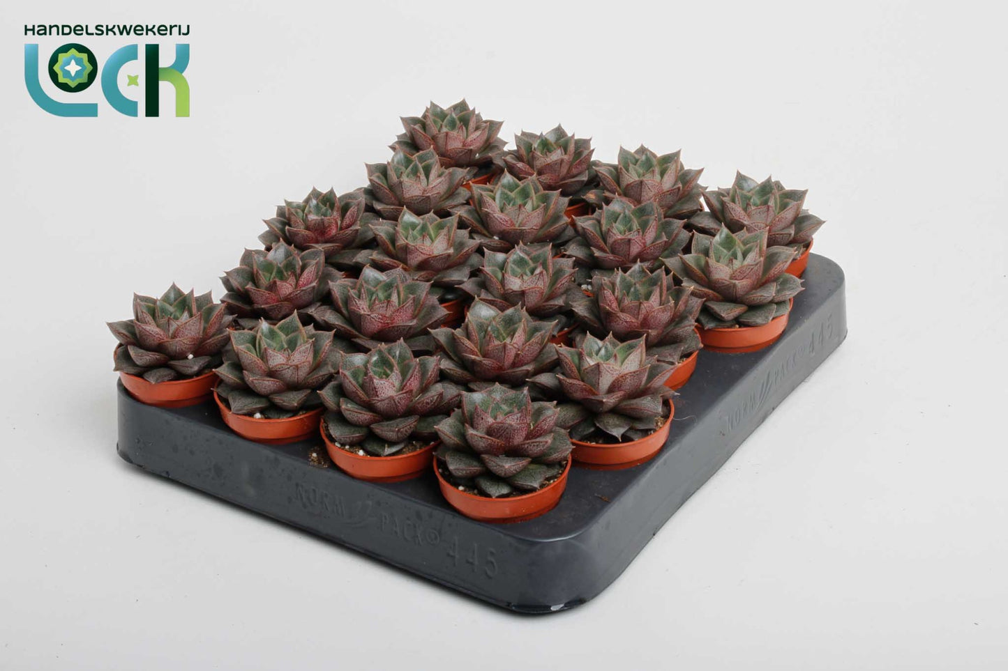 Echeveria Purpusorum 10cm 5.5cm Pot