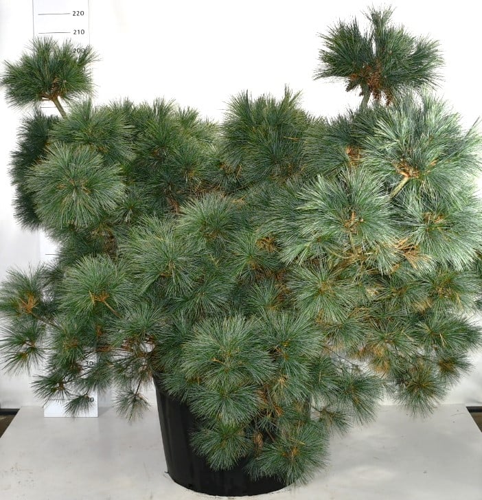 Bloemenkampen BV, Hkw. de Pinus str. Macopin Pack of 1