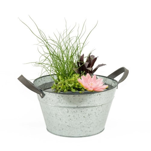 Mazus reptans 35cm 40cm Pot