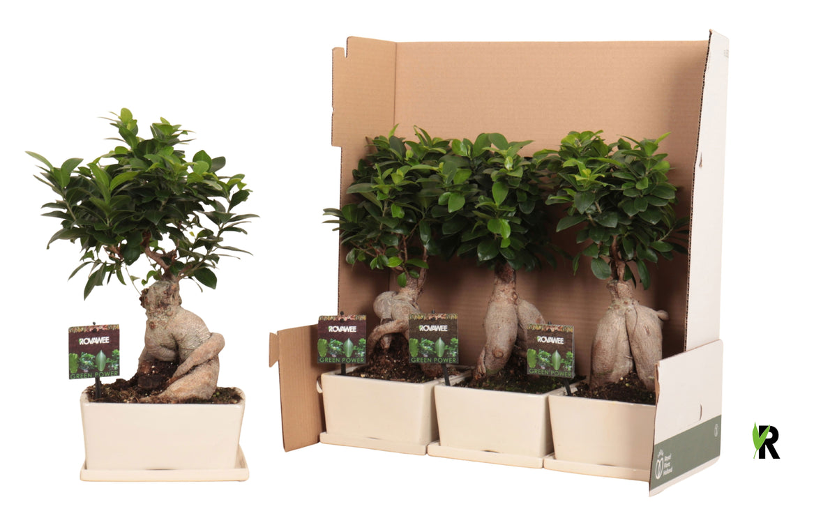 Ficus Ginseng 45cm 25cm Pot
