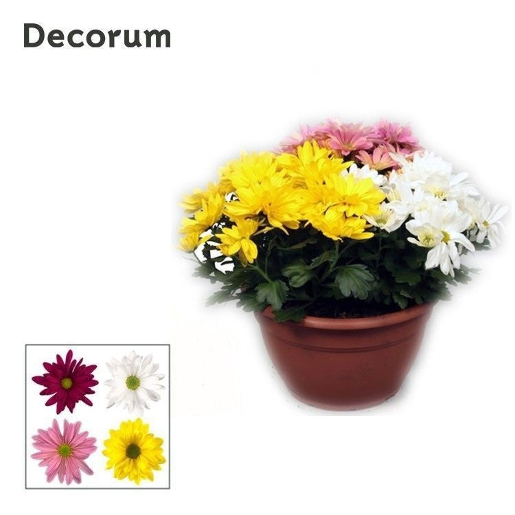 Schie Van Chrysanthemum Margarita mix Pack of 1