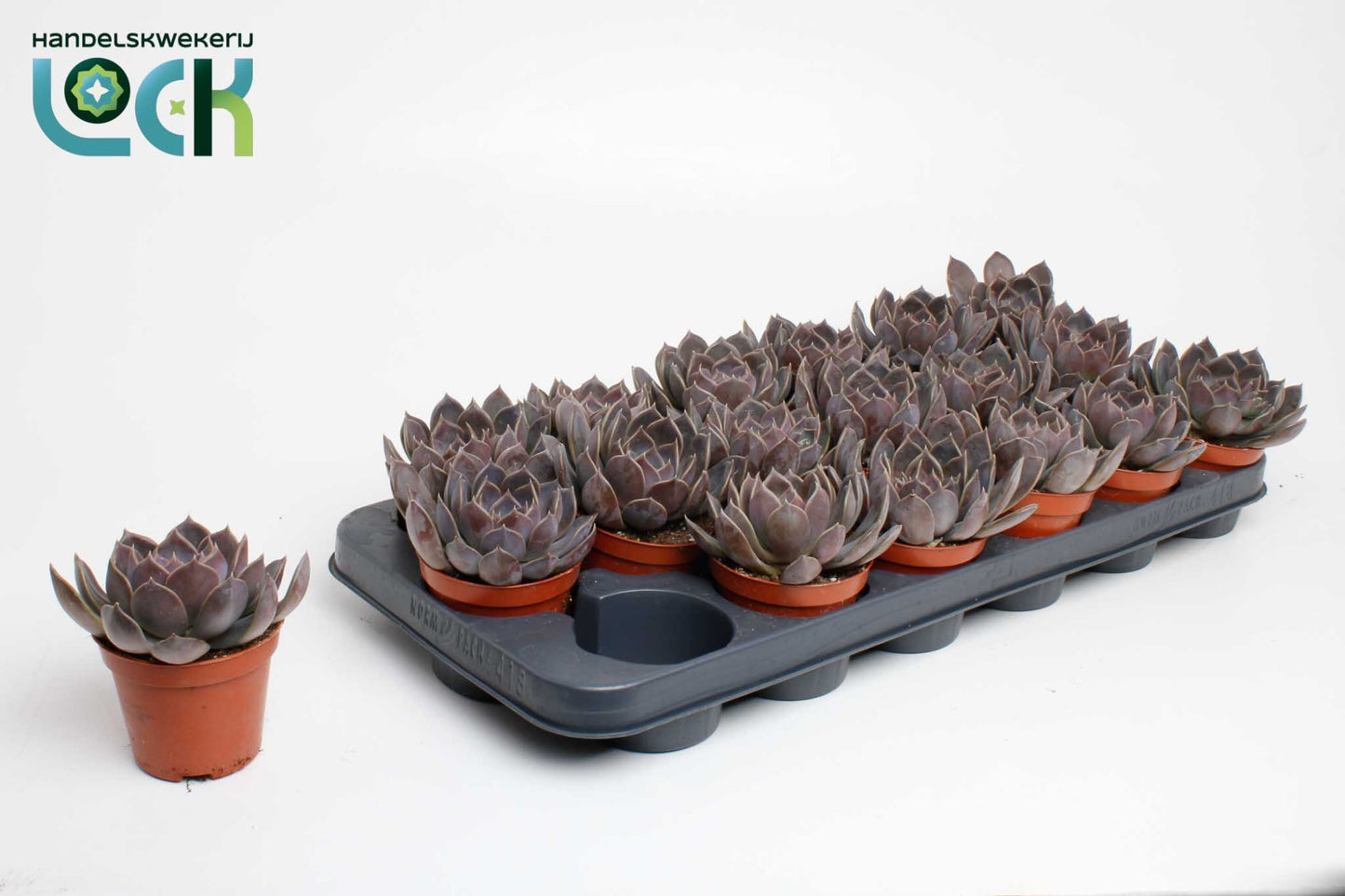 Echeveria Hybrid 10cm 8.5cm Pot