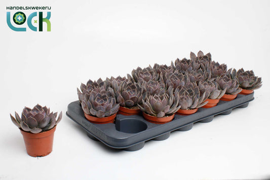 Echeveria Hybrid 10cm 8.5cm Pot
