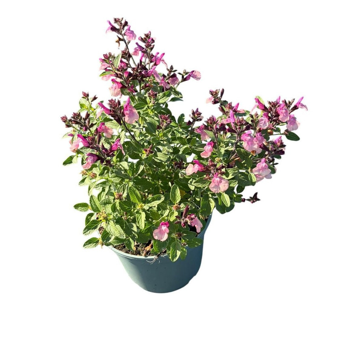 Salvia mic. Rouge bordeaux 45cm 19cm Pot