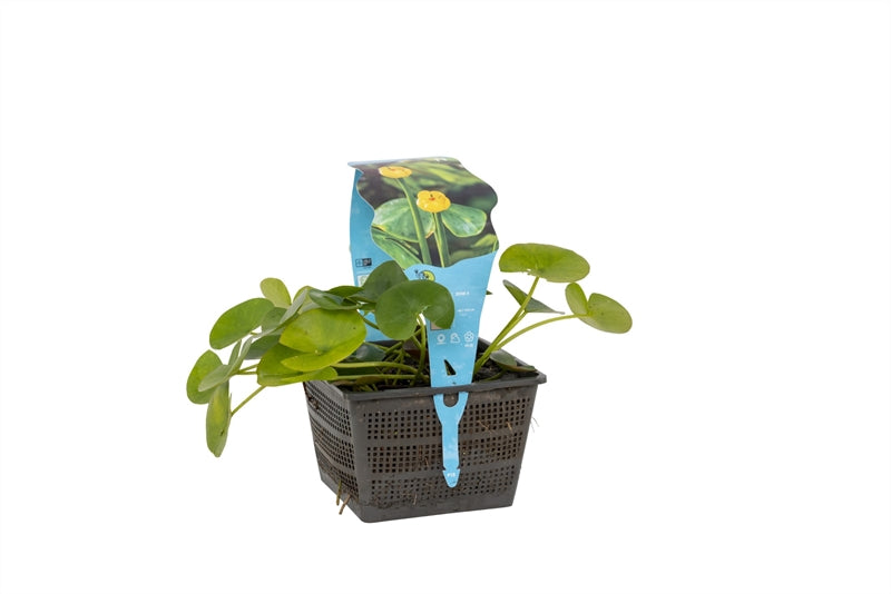Waterplkw R. Moerings Nuphar lutea mand Pack of 2