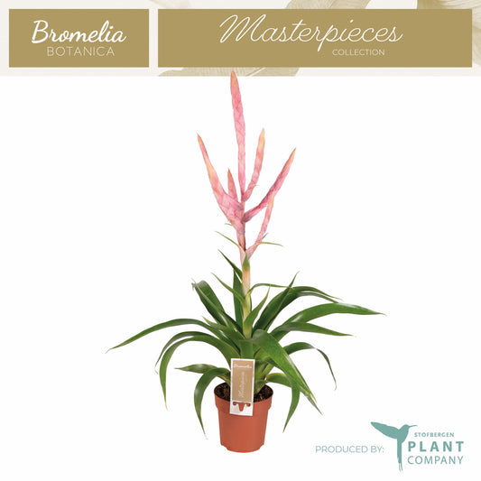 Tillandsia Dolce 60cm 12cm Pot