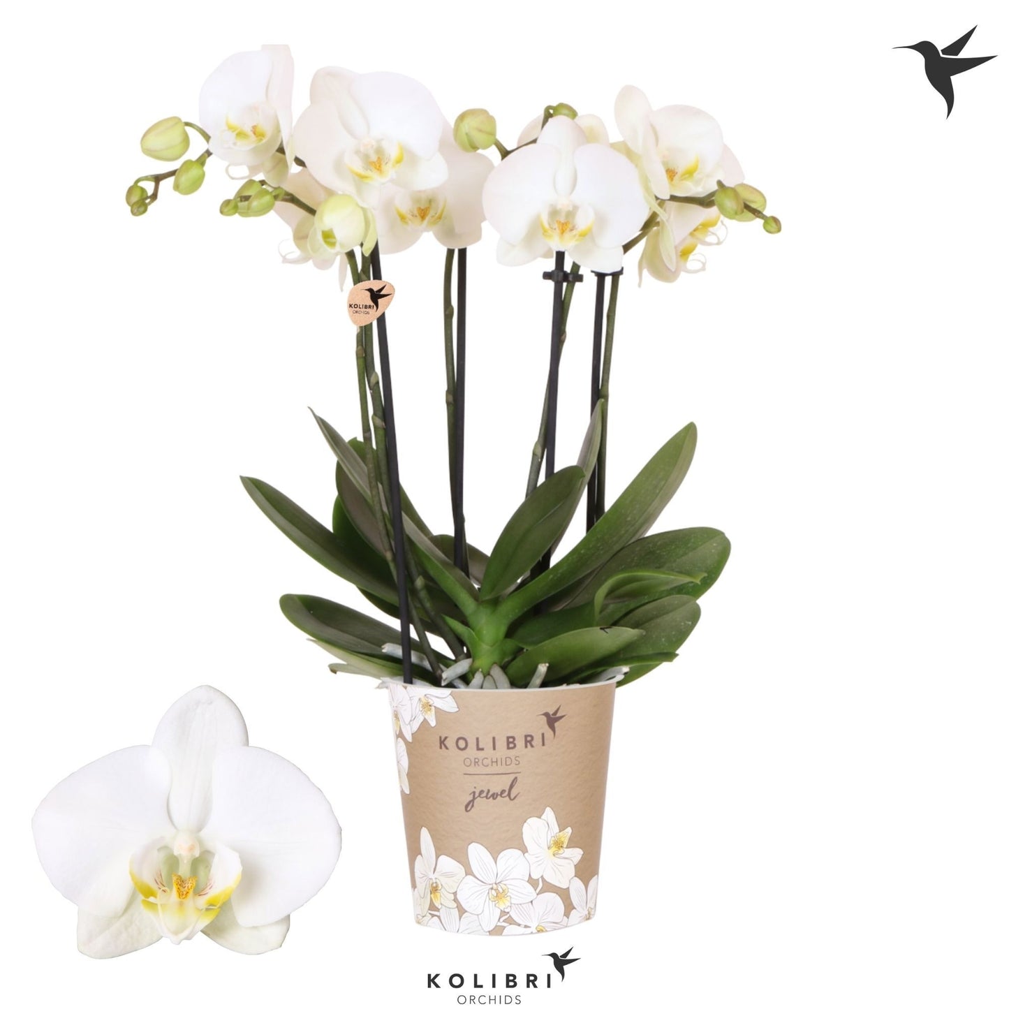 phalaenopsis-jewel-ghent-40cm-12cm-pot