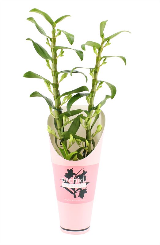 Dendrobium Apollon 65cm 12cm Pot