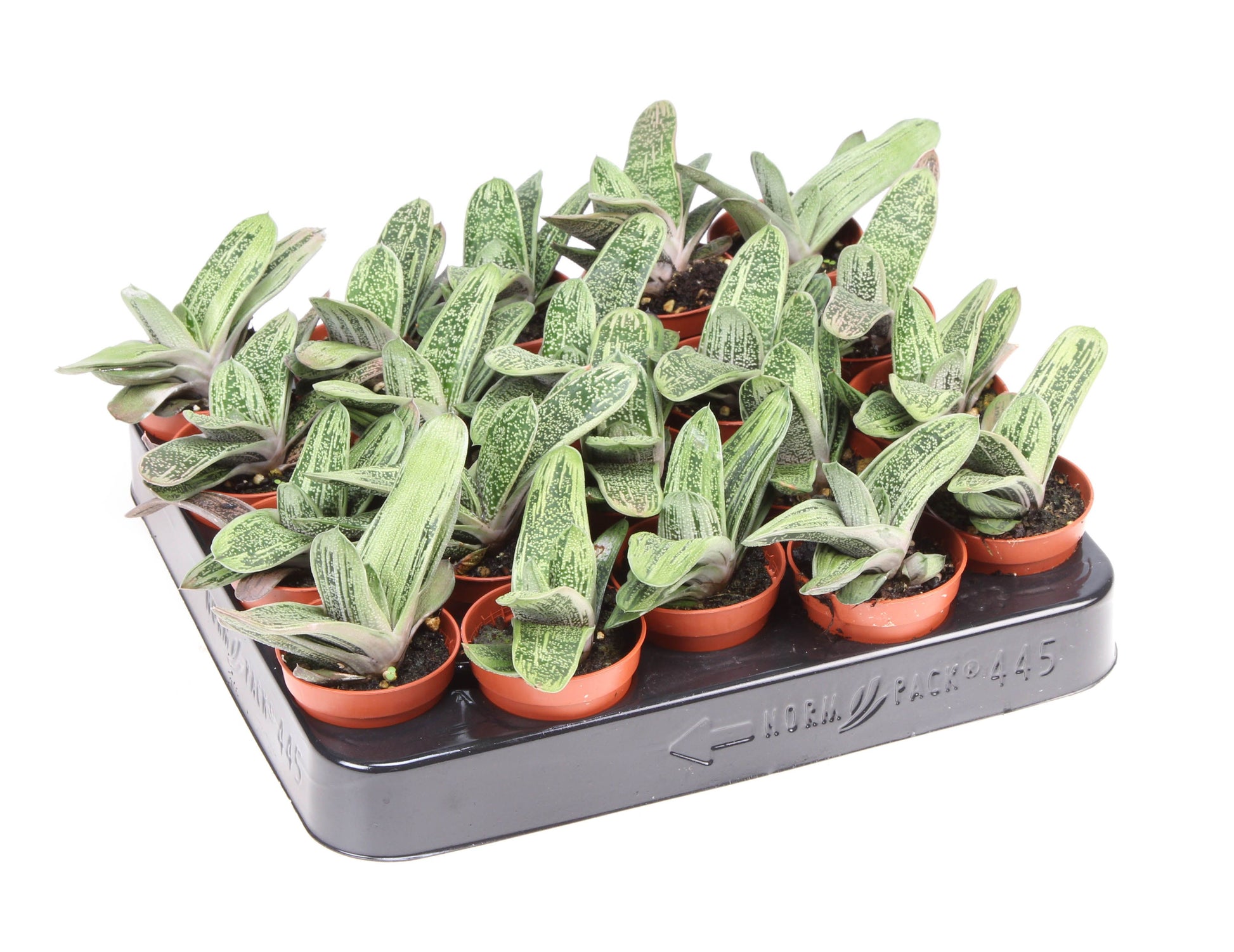 Gasteria Little Warty 10cm 505cm Pot