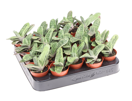 Gasteria Little Warty 10cm 505cm Pot