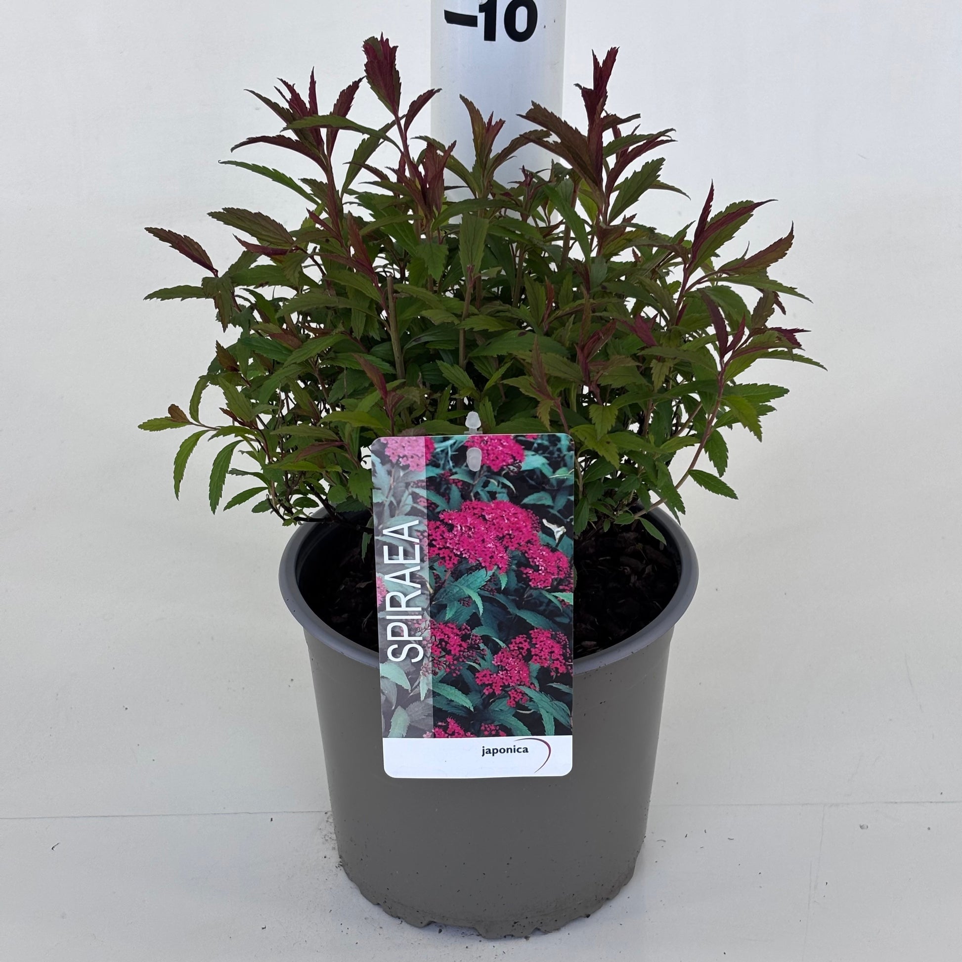 Spiraea japonica Anthony Waterer 25cm 19cm Pot