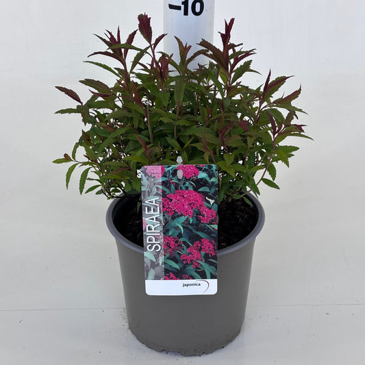 Spiraea japonica Anthony Waterer 25cm 19cm Pot