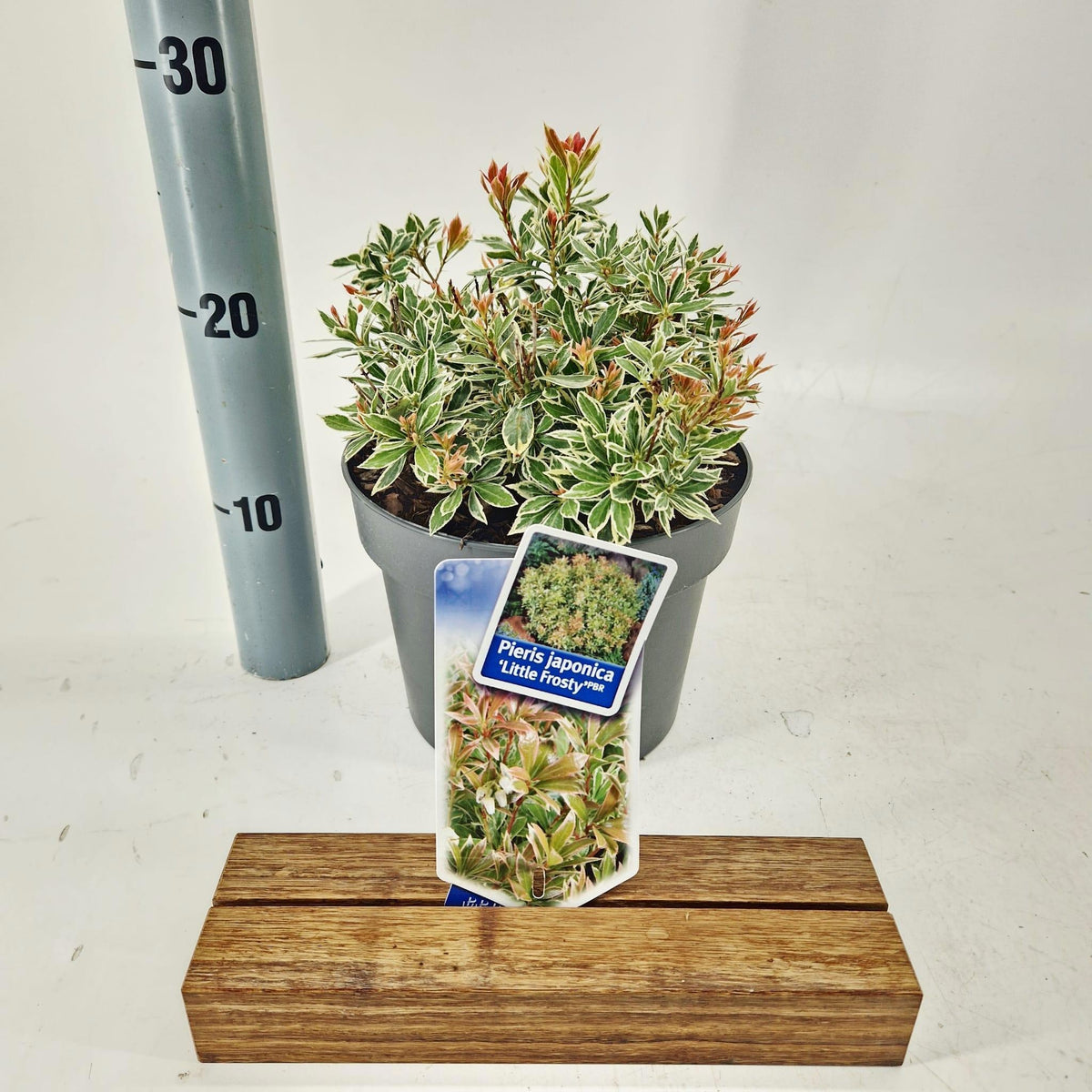 Pieris hybrid mix 25cm 19cm Pot