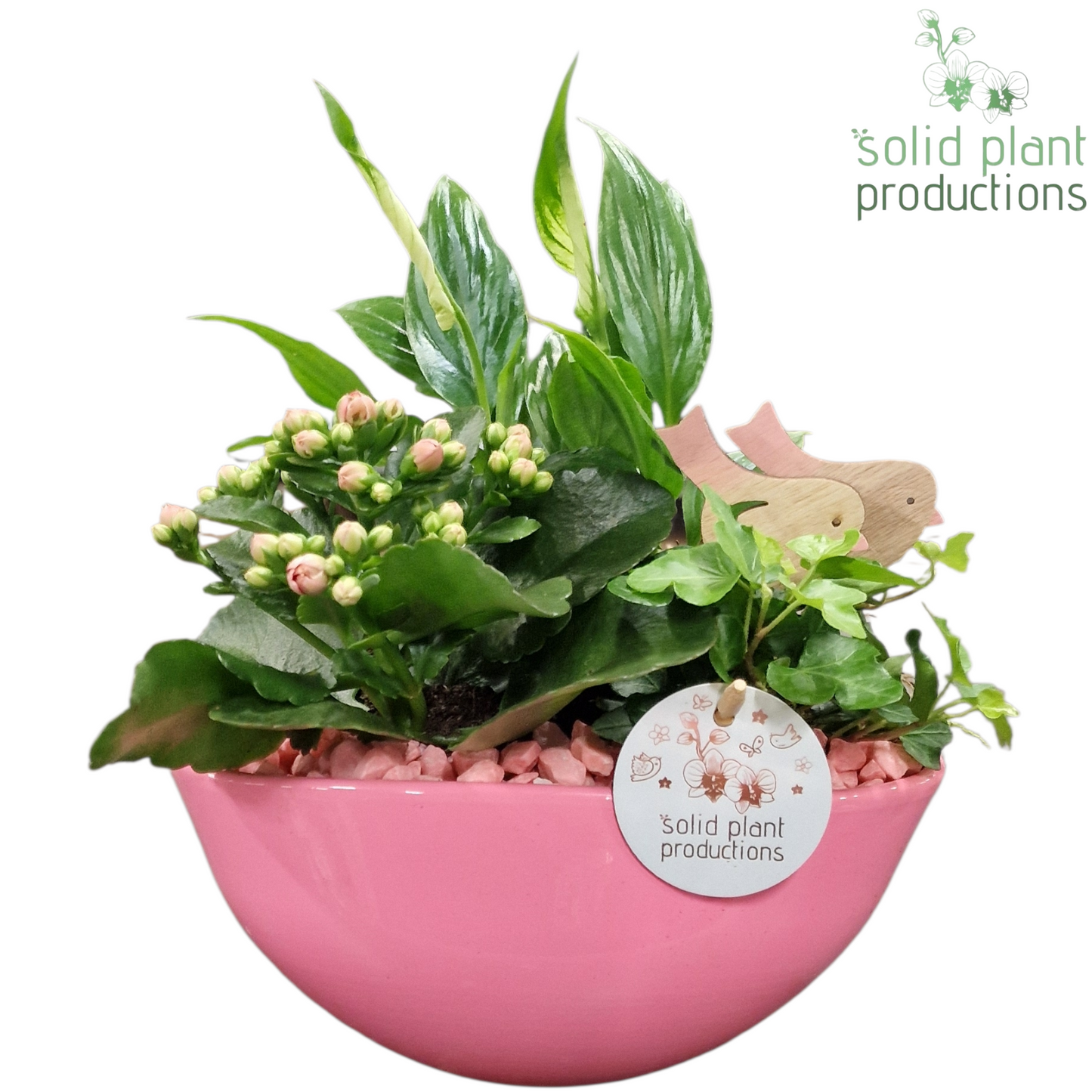 Solid Plant Productions SP005 Evelyn Pink Pack of 4