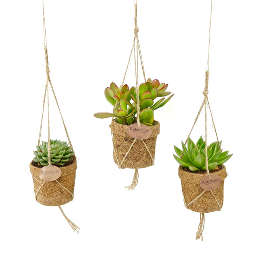 Kokoplant BV Kokodama Succulent mix Pack of 16