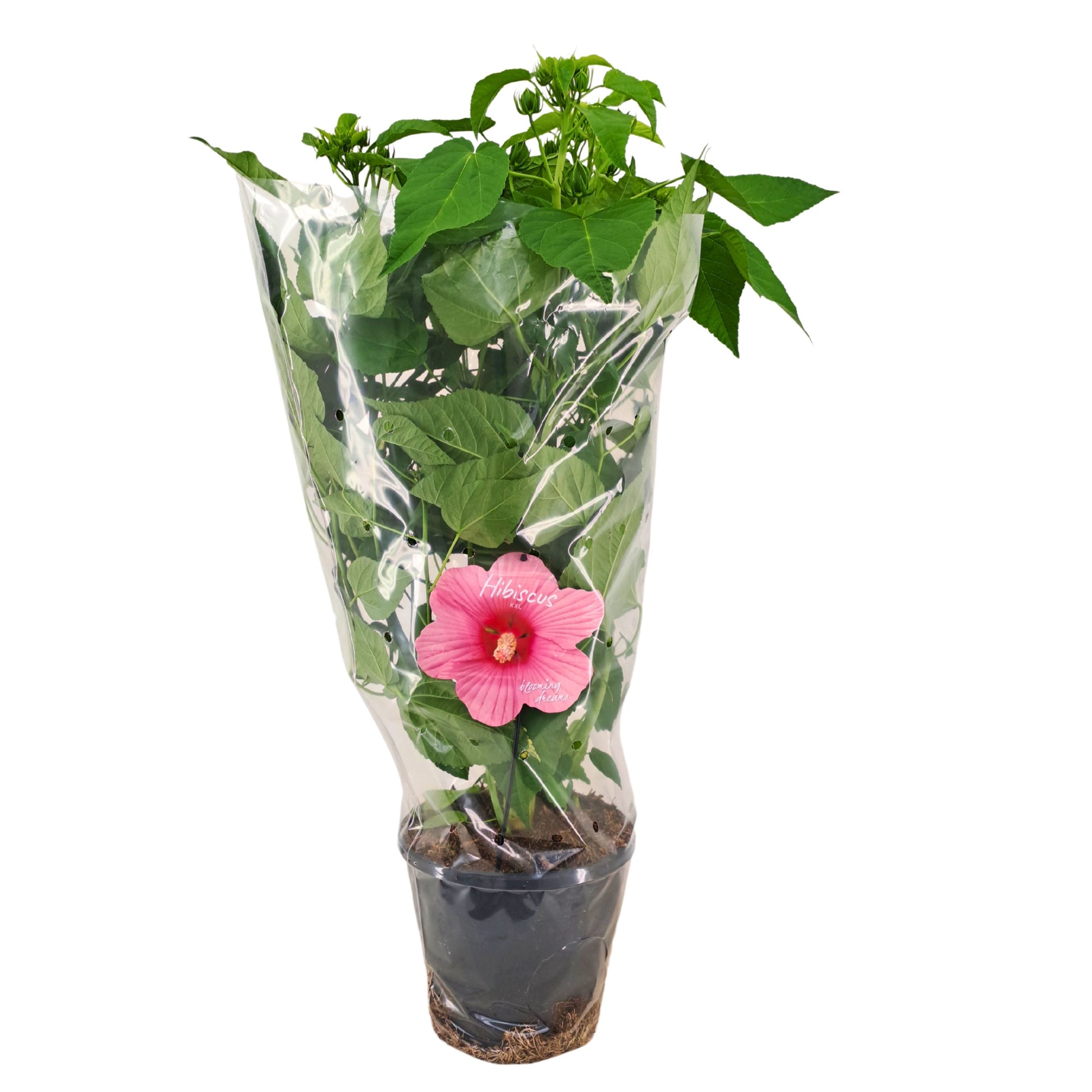 Hibiscus mos. Extreme Hot Pink 90cm 23cm Pot