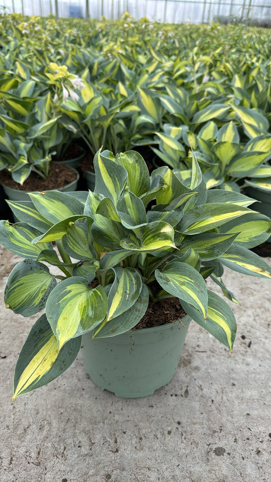 Hosta mix 45cm 23cm Pot