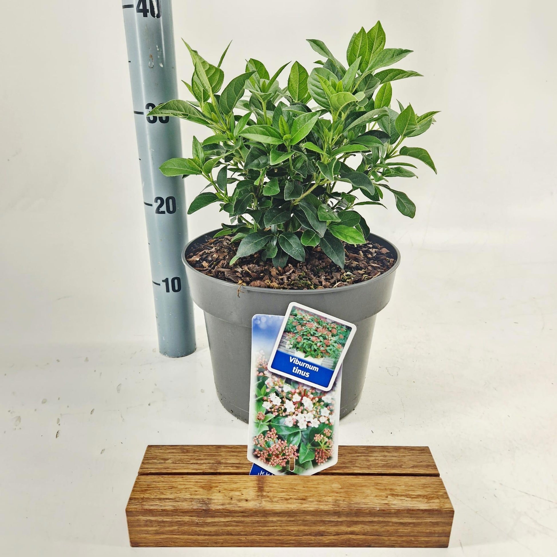 Viburnum tinus 55cm 23cm Pot