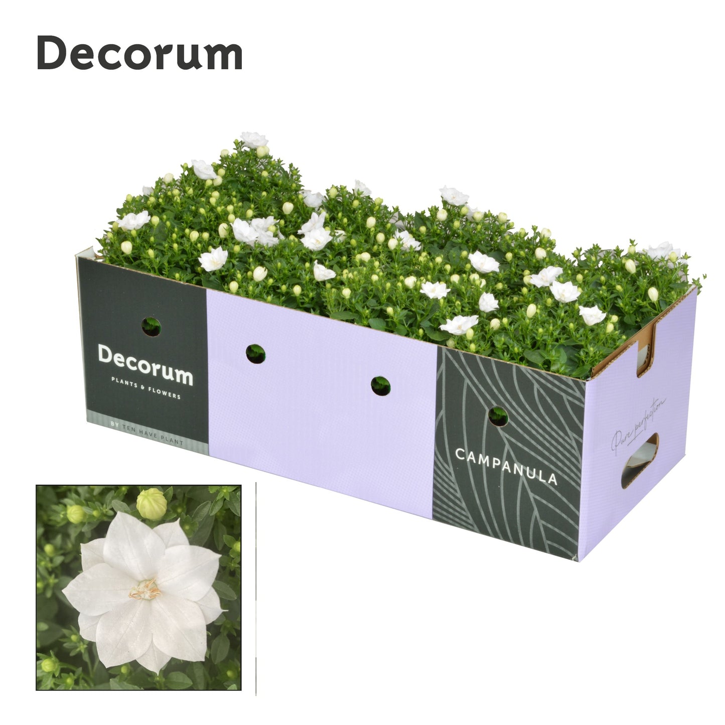 Campanula Dublin white 20cm 11cm Pot
