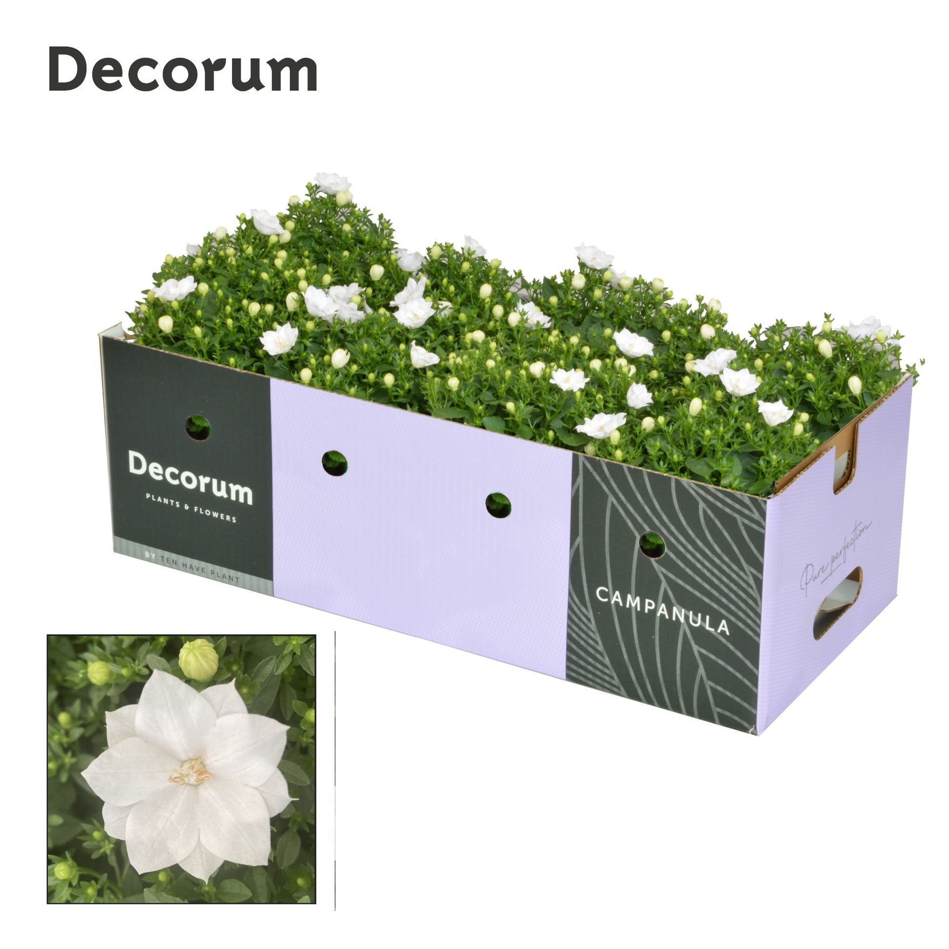 Campanula Dublin white 20cm 11cm Pot