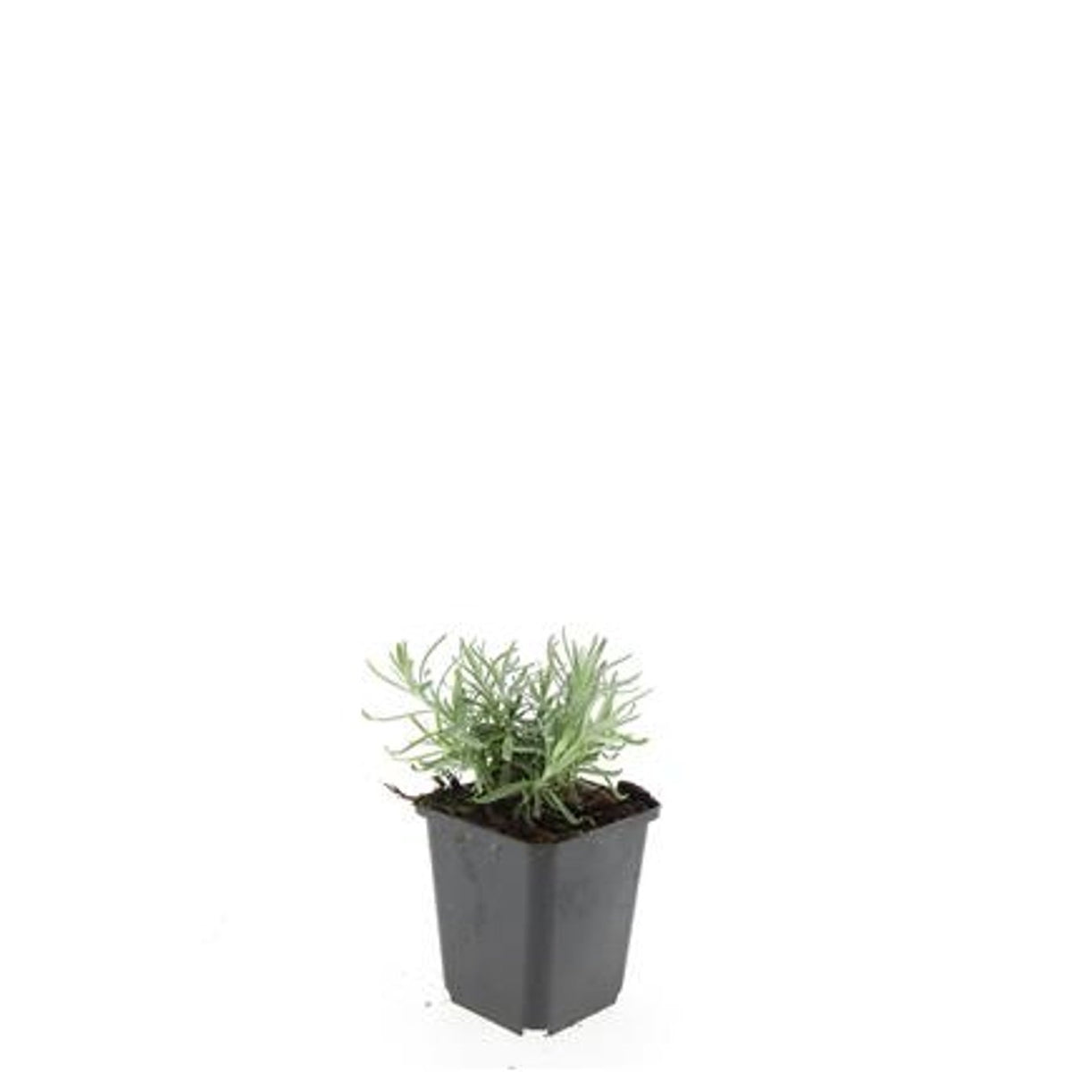 Lavandula Munstead 15cm 9cm Pot