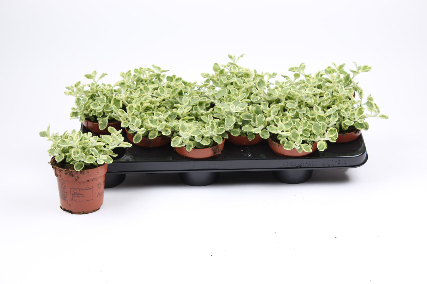Helichrysum splendidum 17cm 510cm Pot