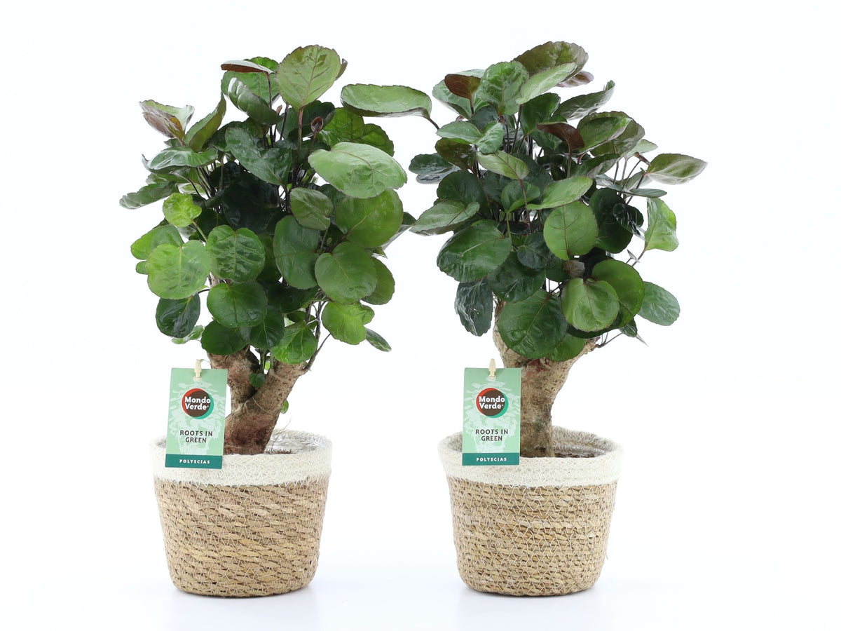 Polyscias Fabian 40cm 14cm Pot