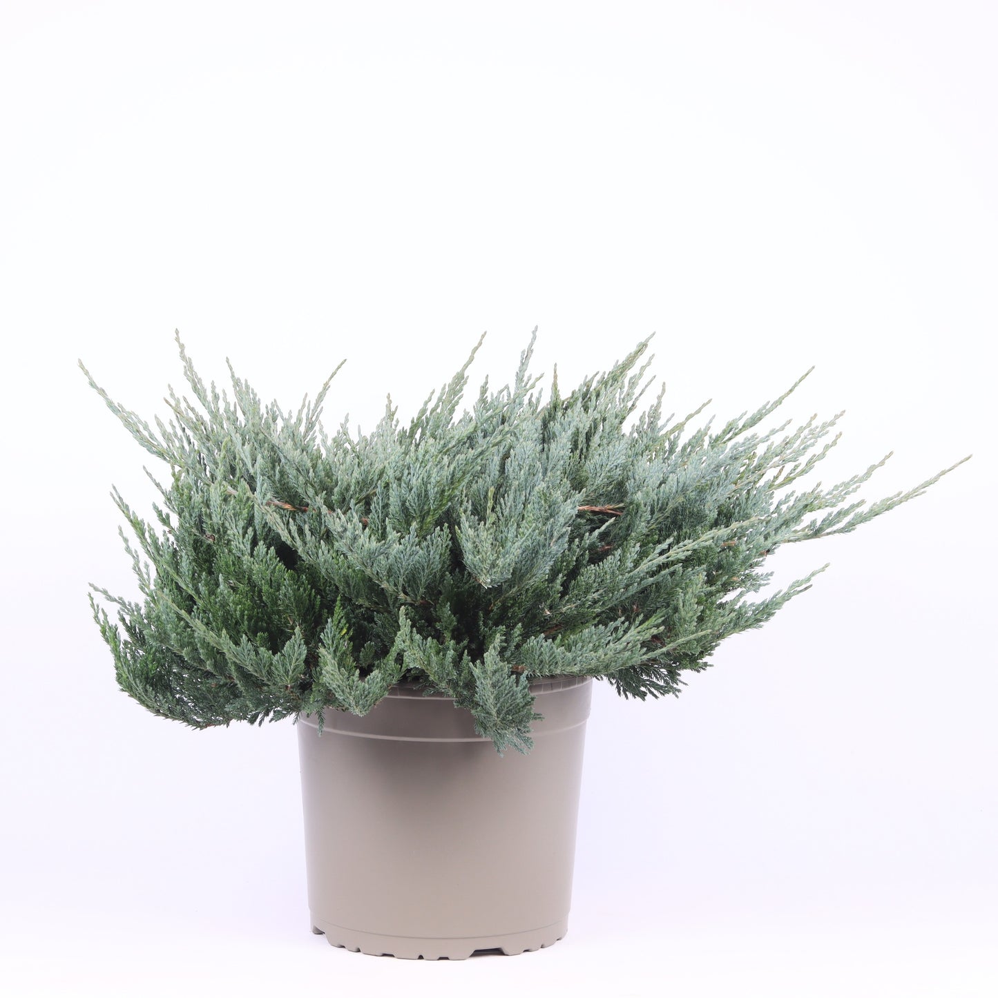Juniperus Blue Chip 35cm 23cm Pot