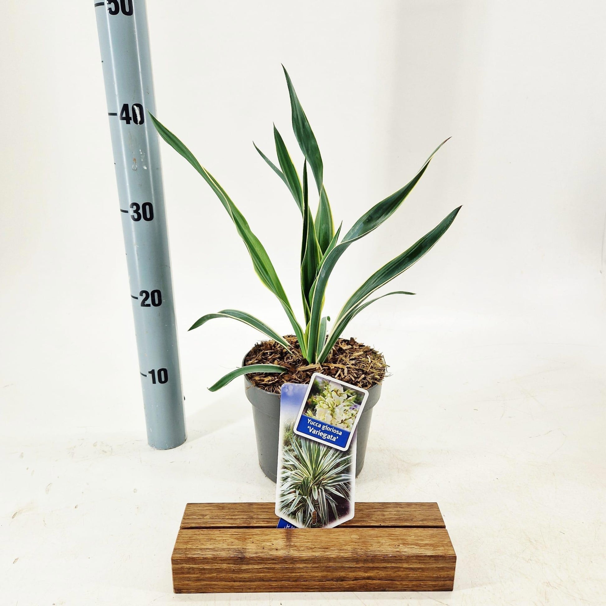 Yucca gloriosa Variegata 35cm 17cm Pot