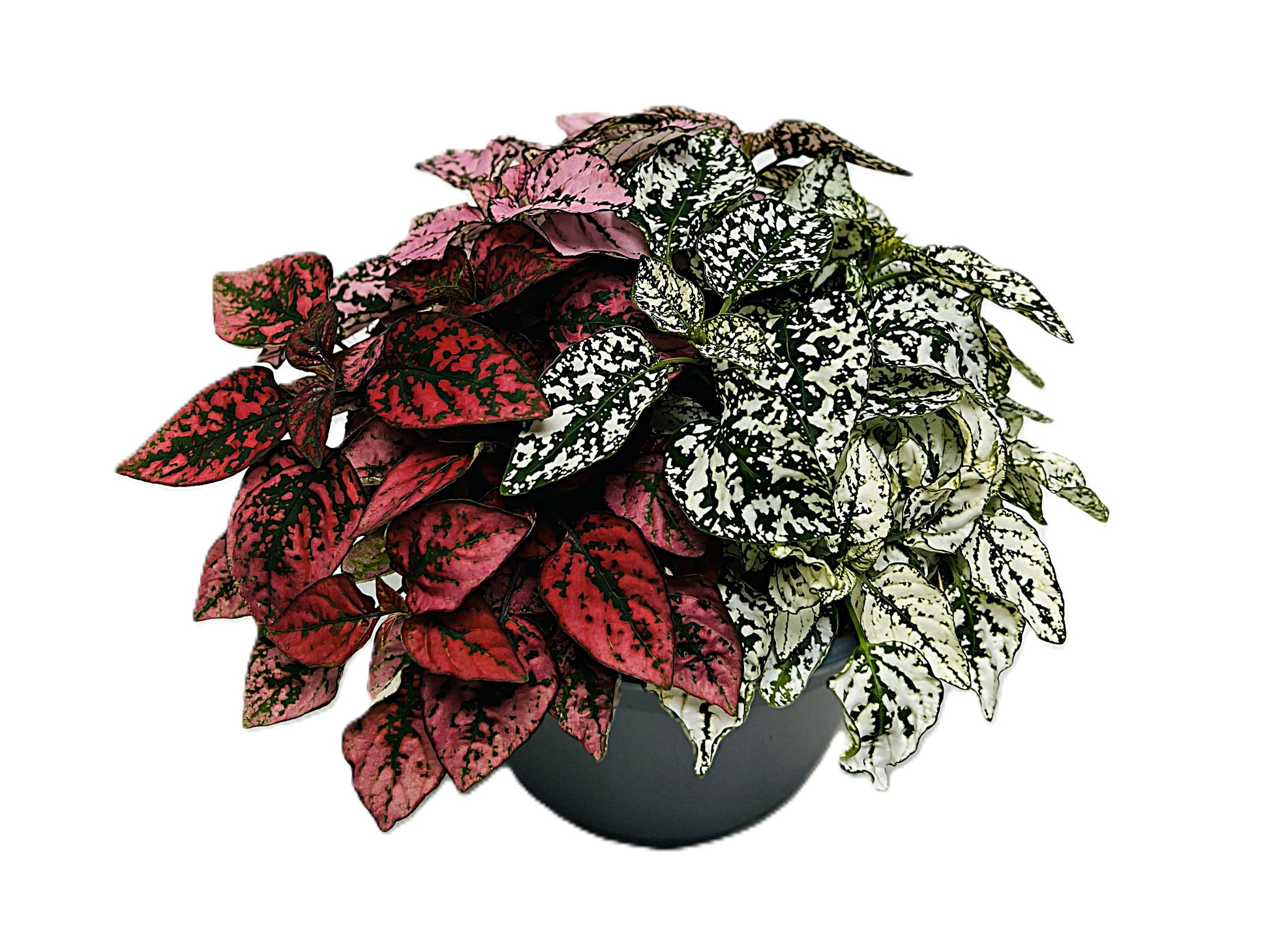 Hypoestes mix 20cm 17cm Pot
